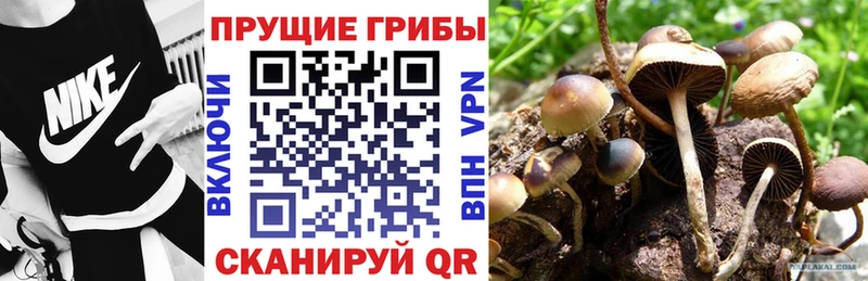Галлюциногенные грибы Psilocybe закладка МЕГА Тулун